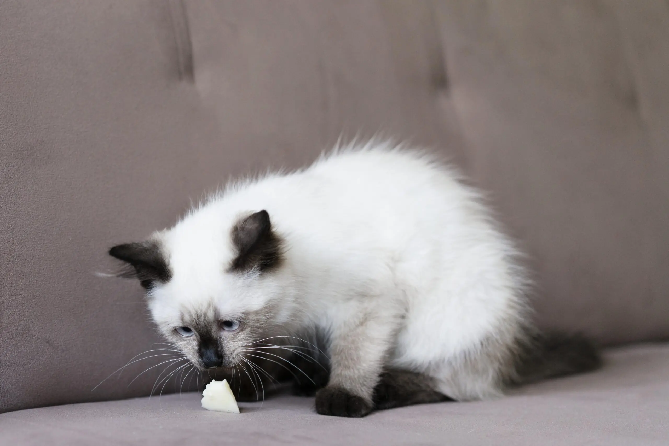 5 Tricky Conditions You Might THINK are Hairballs 2 How Can You Prevent Hairballs scaled