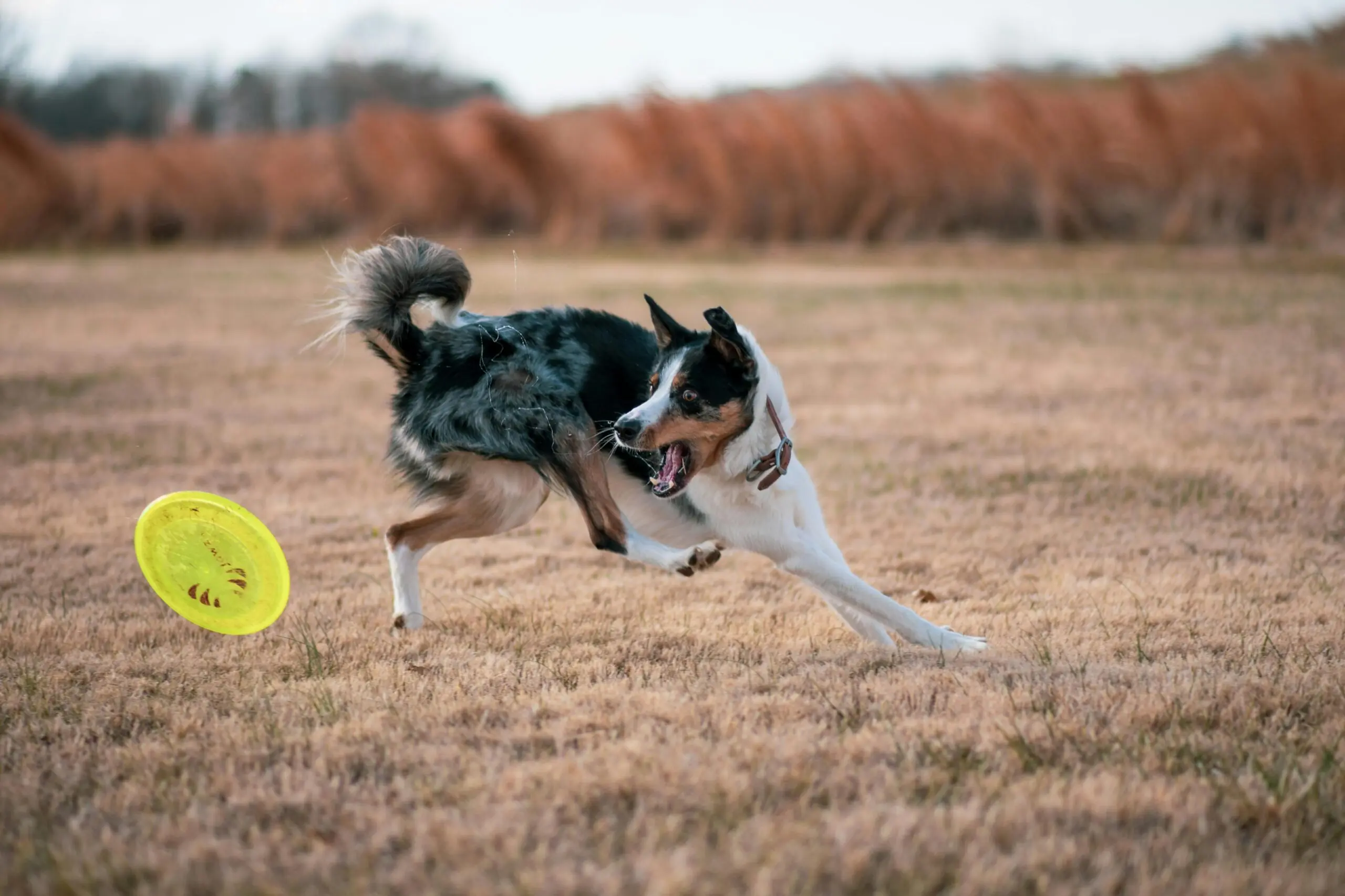 Agility Training for Your Dog: Are You Ready to “Rally?” 2 How Your Dog Benefit From Rally scaled