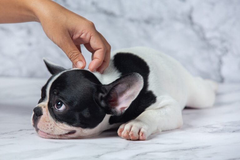 Lyme Disease in Dogs