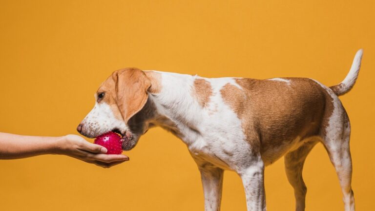 No Apple Cores and Seeds Aren t Poisonous to Pets