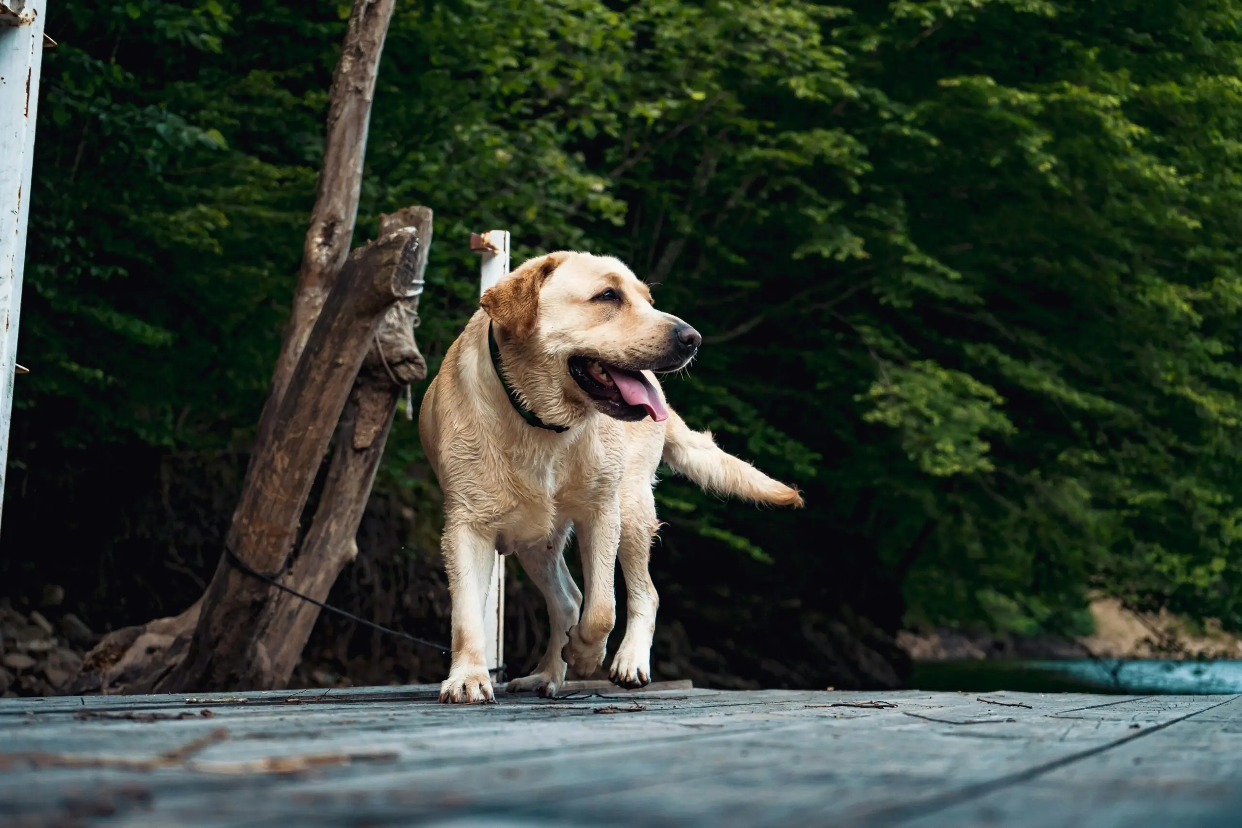 Normal Panting in Dogs scaled