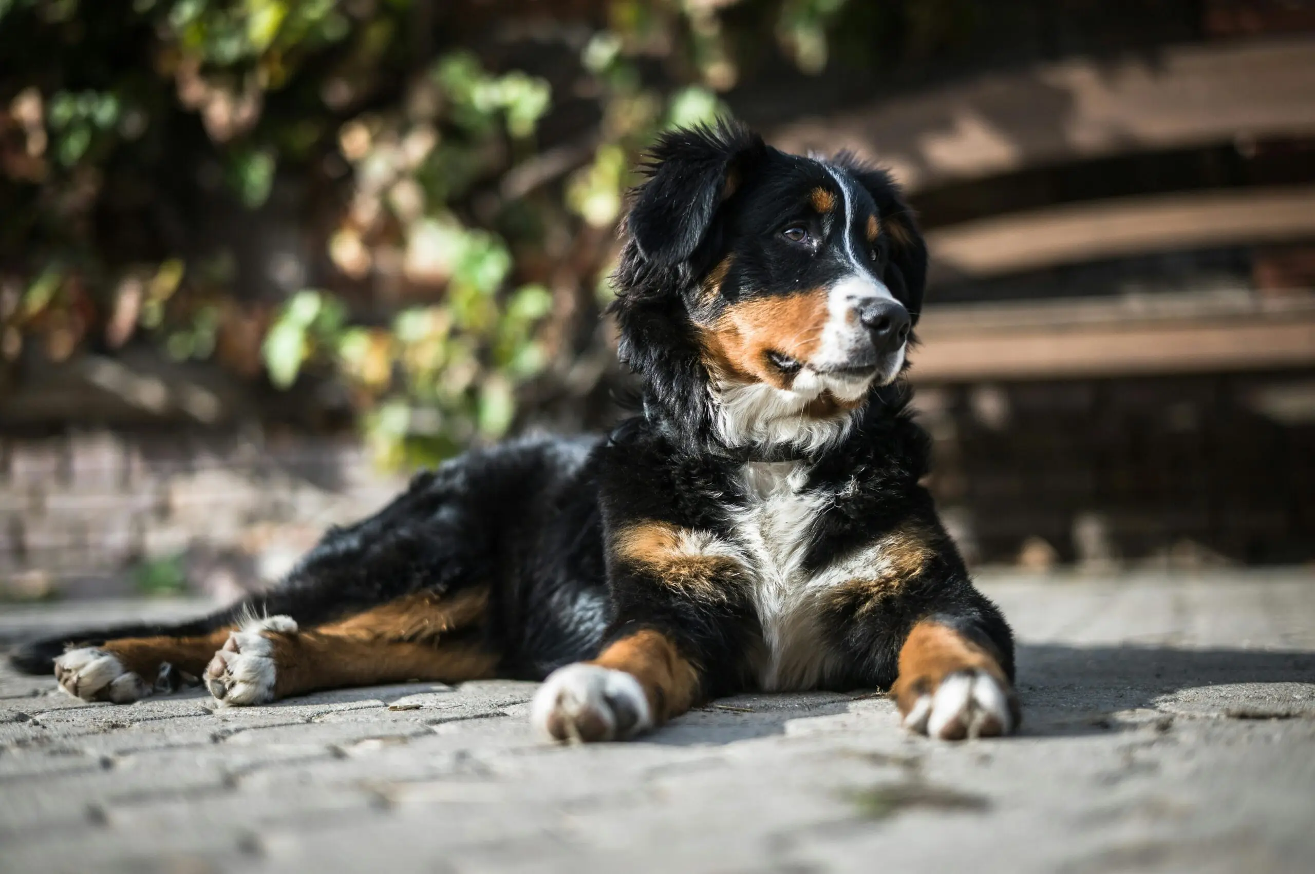 Obesity Affect Dogs and Cats 2 scaled