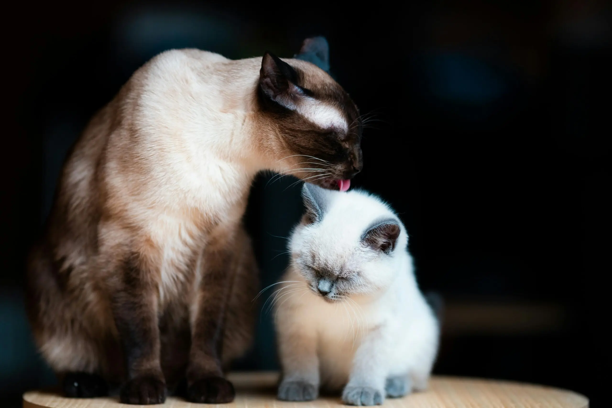 Obesity Affect Dogs and Cats scaled
