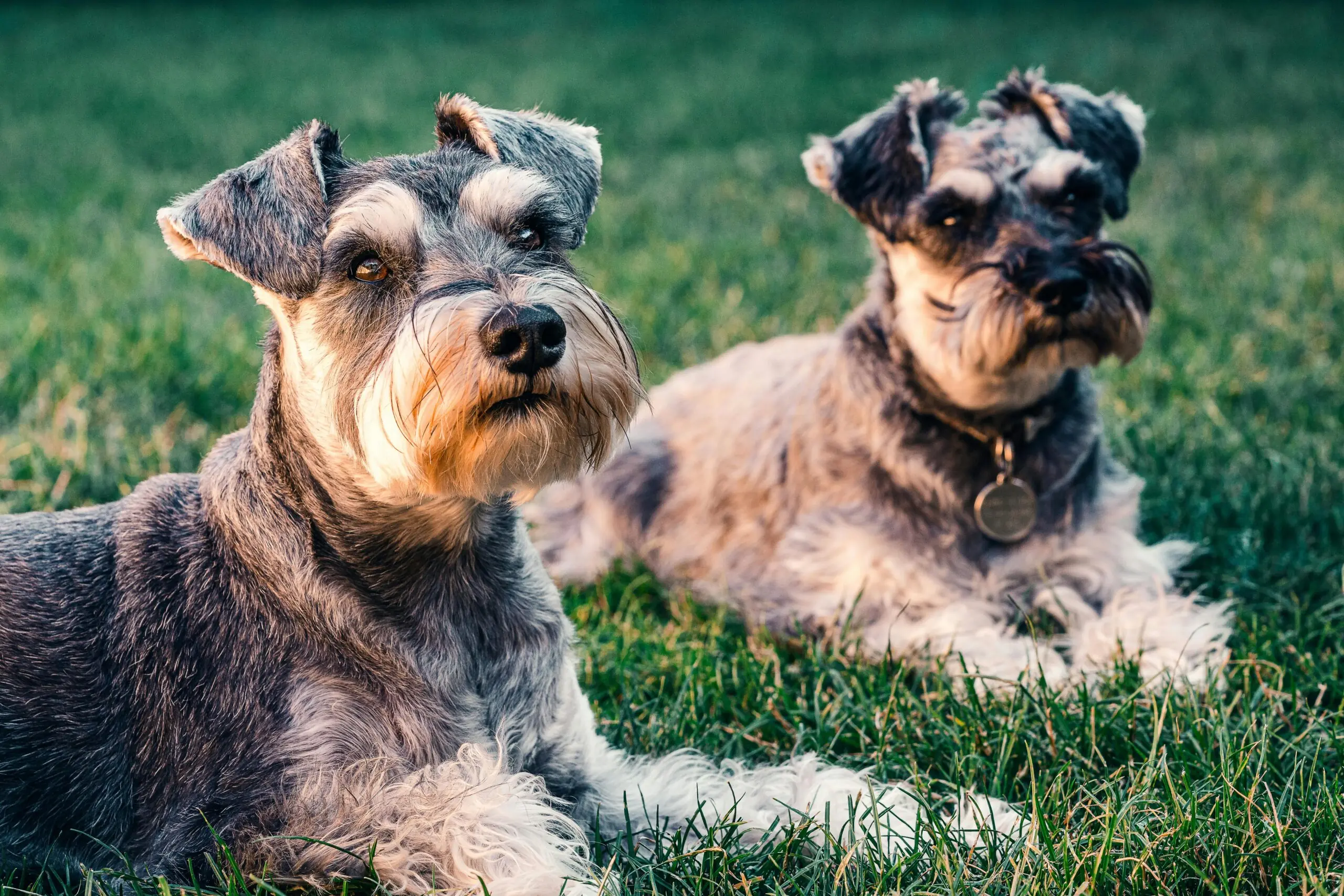 Only Sick Dogs Eat Grass scaled