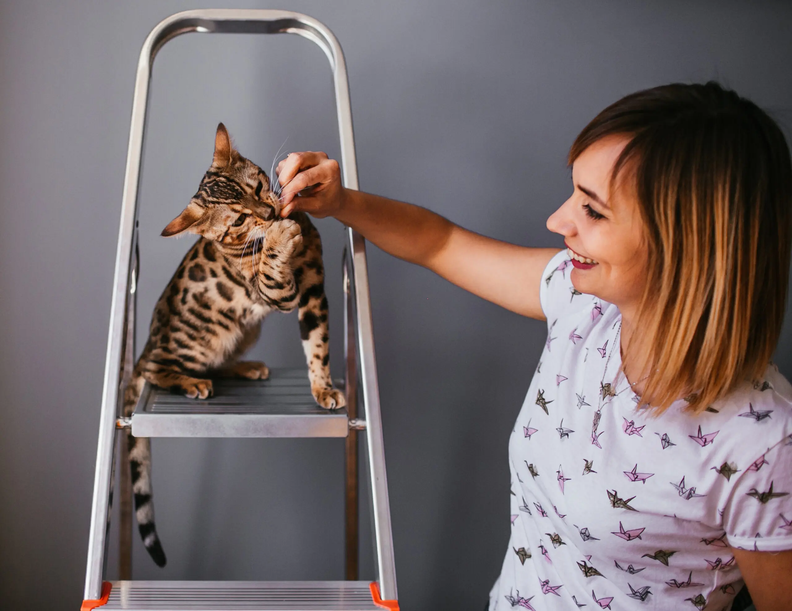 Other Cat Stool Problems scaled