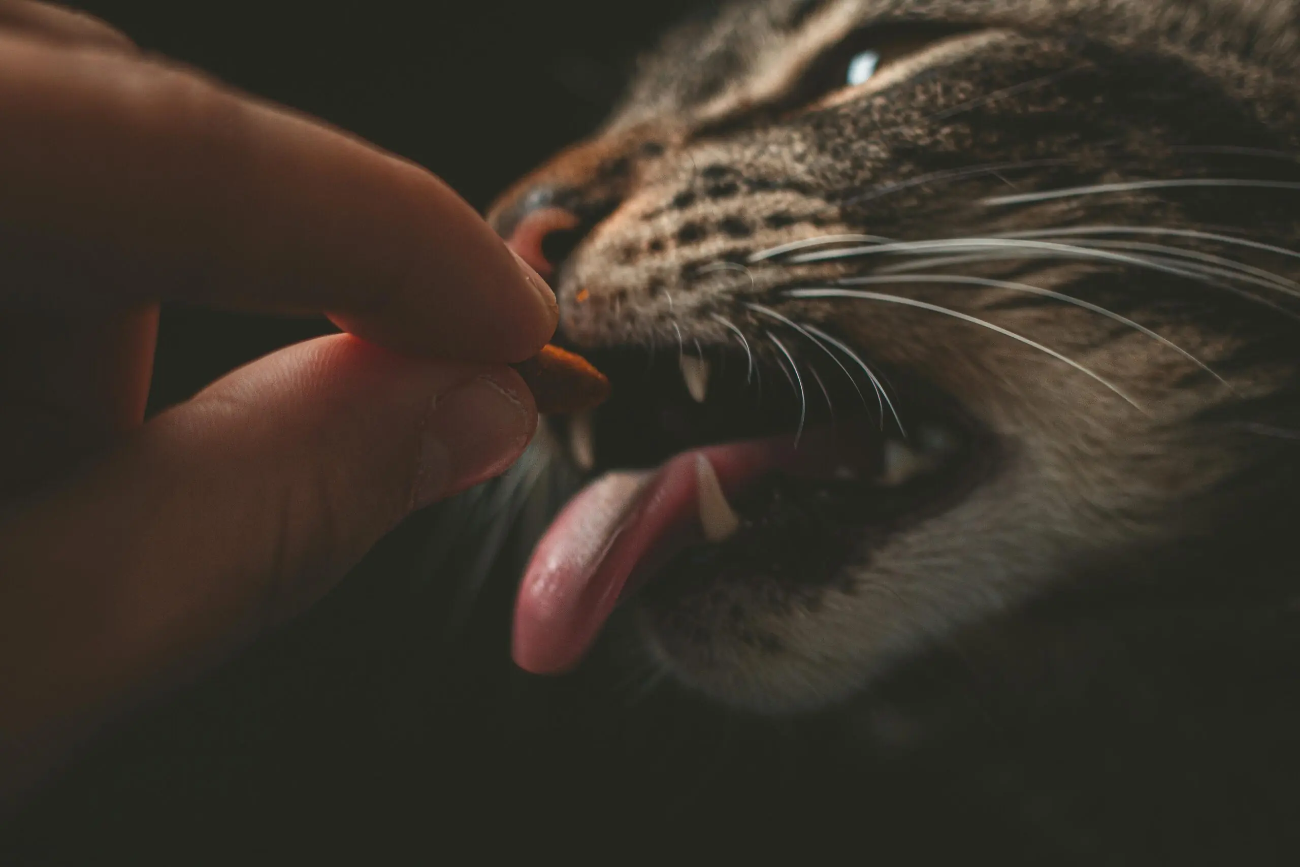 Pet Dental Care Tips for Your Cat scaled