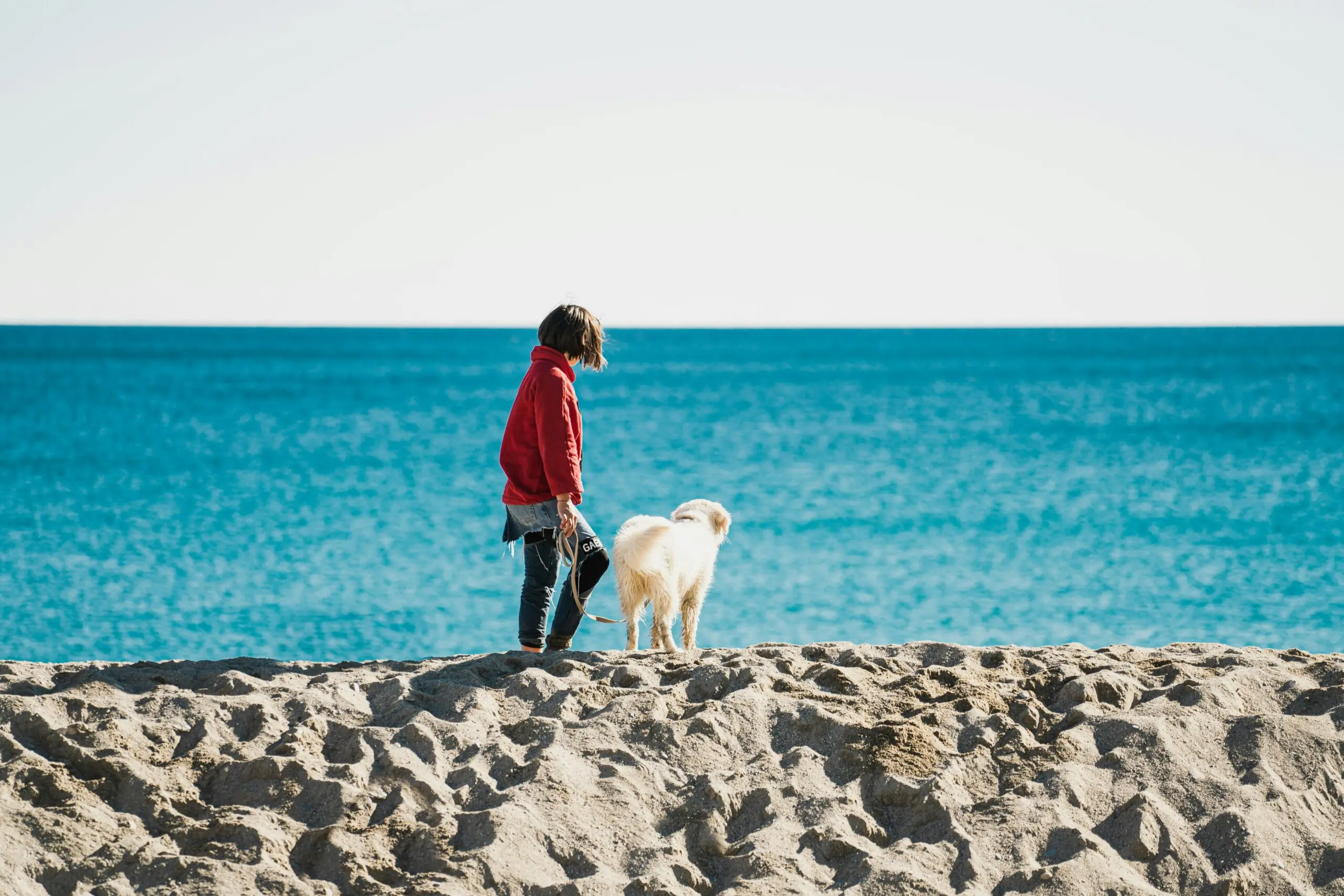 International Pet Travel Certificate: Traveling Abroad With Your Pet 1 Pet International Travel Certificate scaled