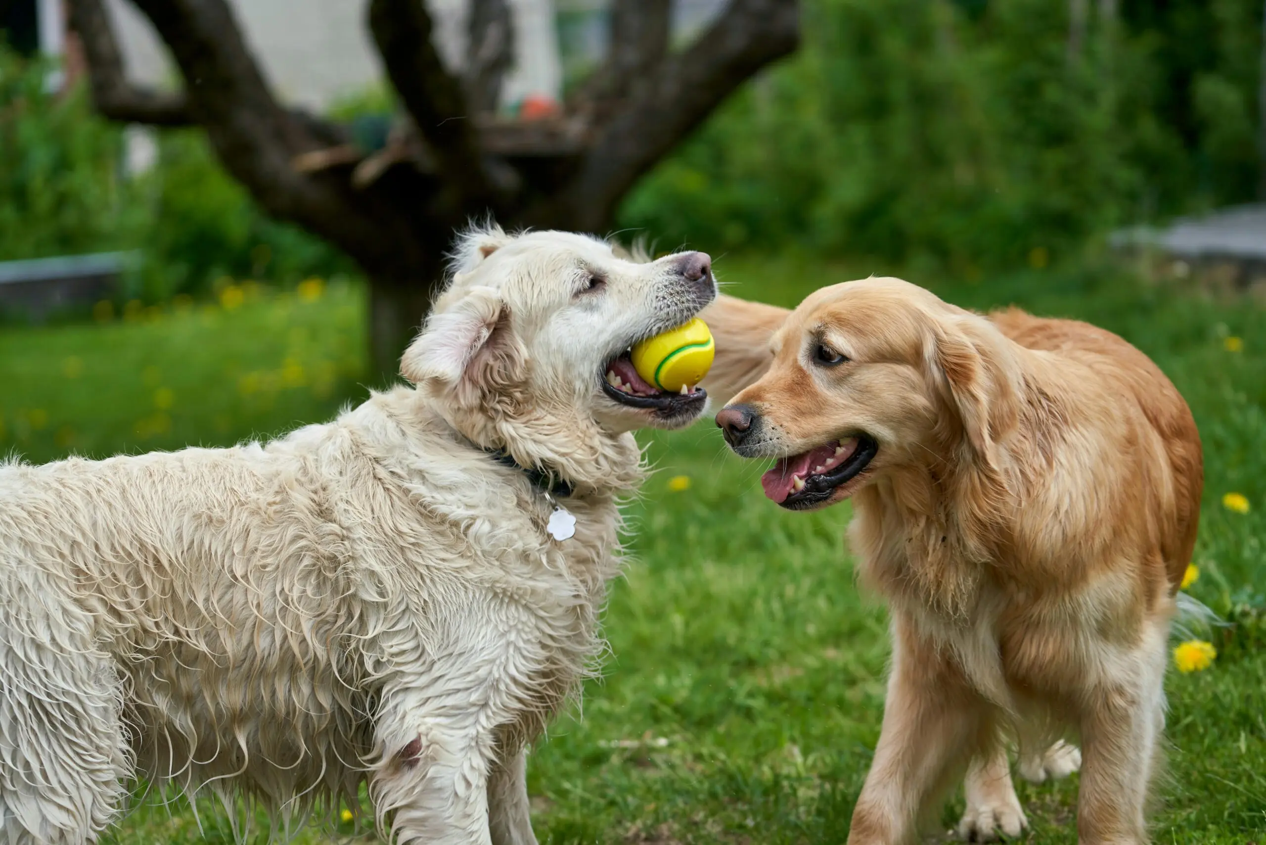 Pet Owner s Concerns About Dog Parks scaled
