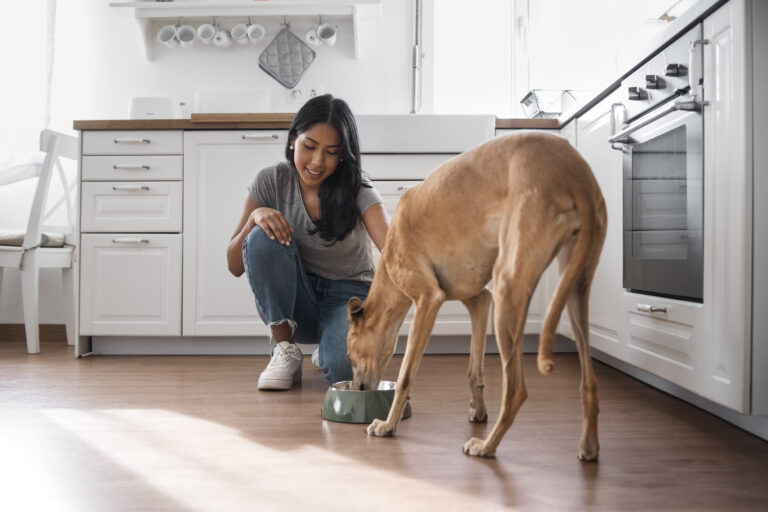 Pets Obesity and Diabetes