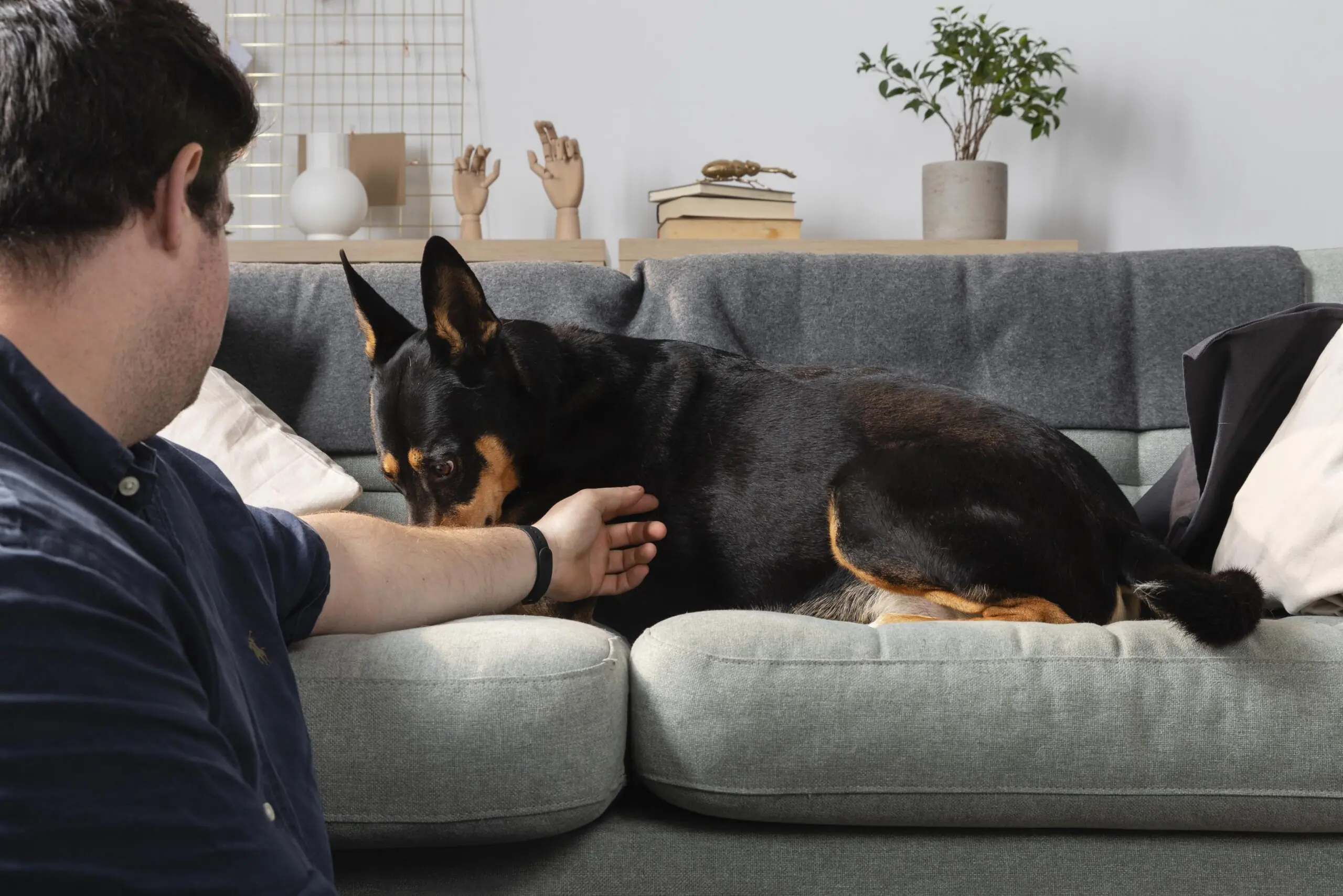 New Hope for People and Pets Affected by Domestic Violence 2 Pets in Domestic Violence Situations scaled