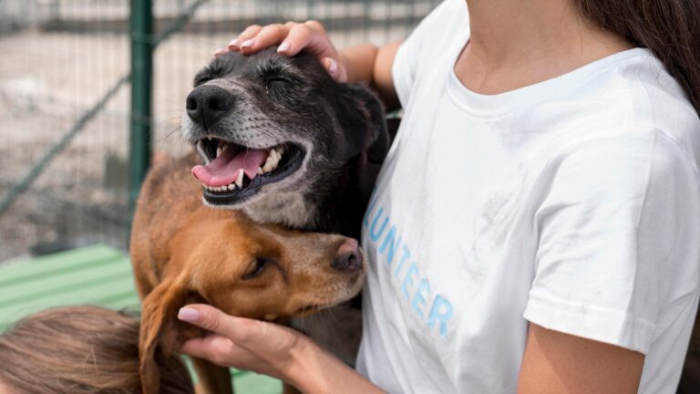 ProHeart 12 A Year Long Shield Against Heartworms for Your Dog