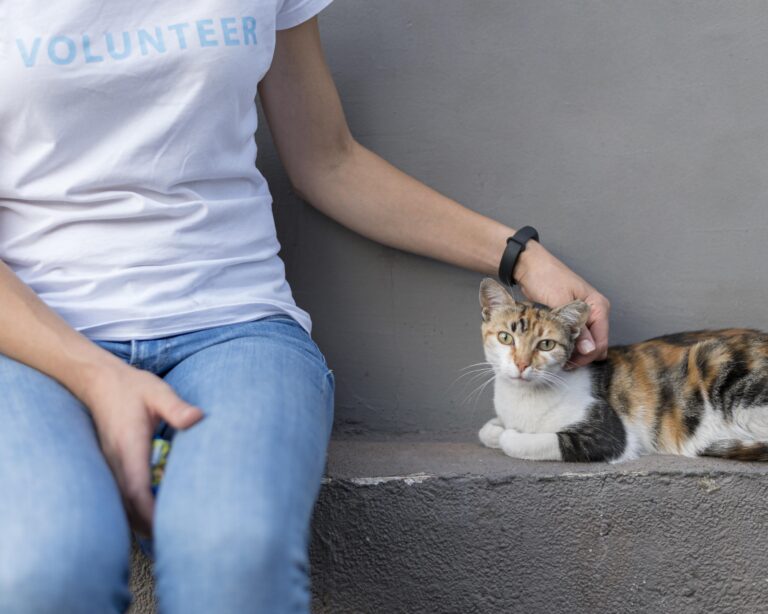 Protect Cats From Tick Borne Illness
