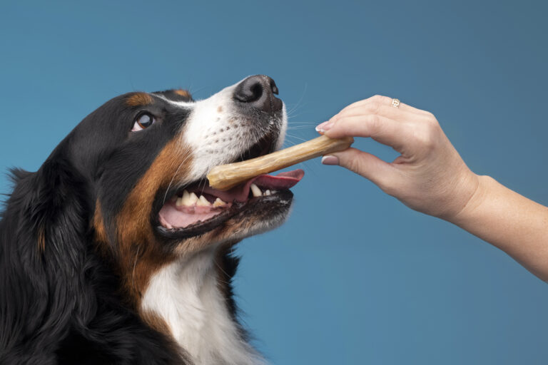 Routine Dental Care in Dogs