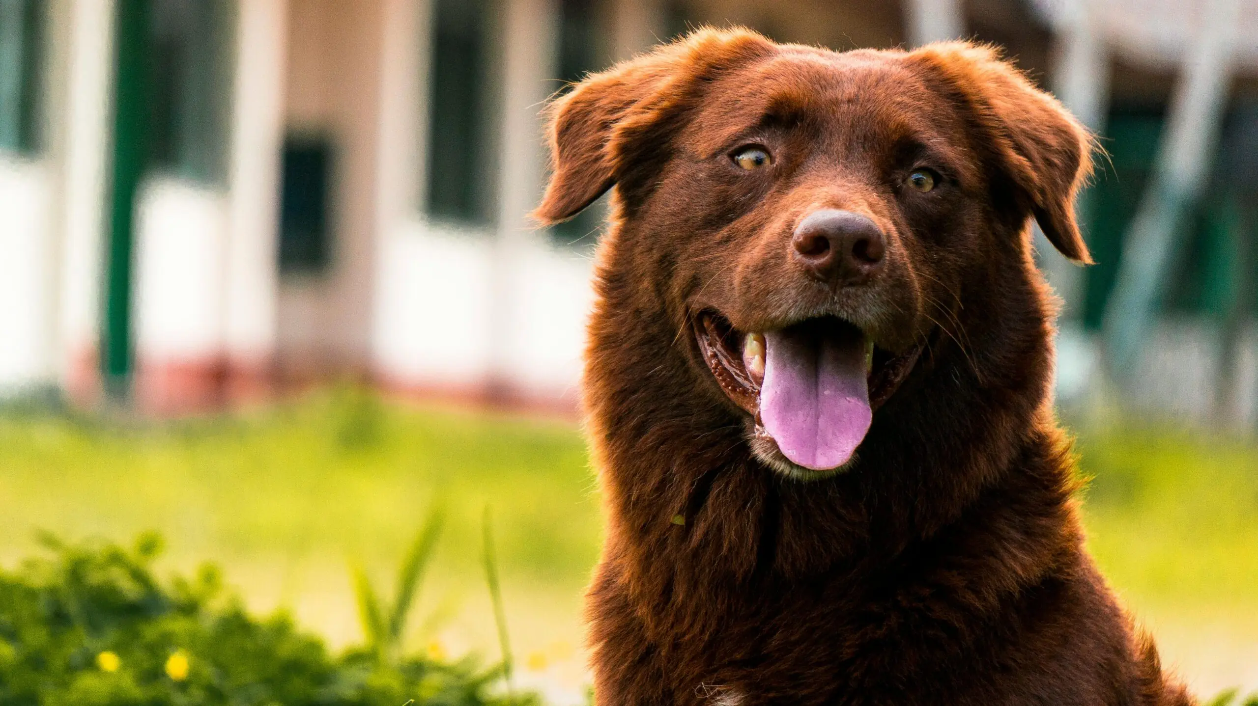 Saliva From Dogs Has Been Shown to Heal Cuts and Wounds scaled