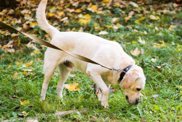 Scooting in Dogs and Cats Not Only Anal Glands