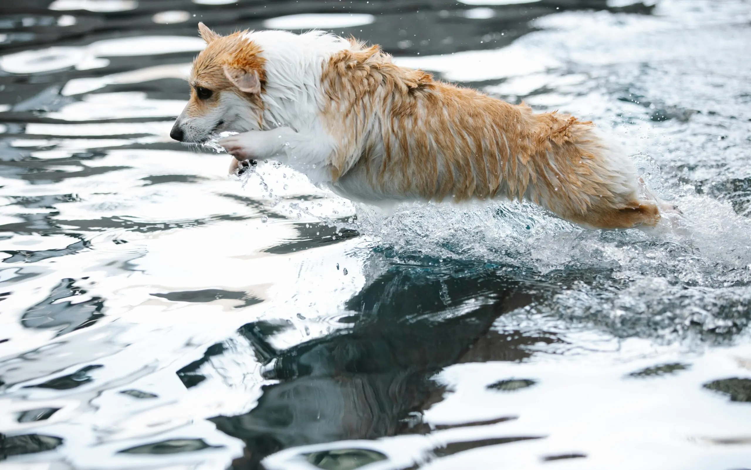 Swim and Enjoy Water Games scaled