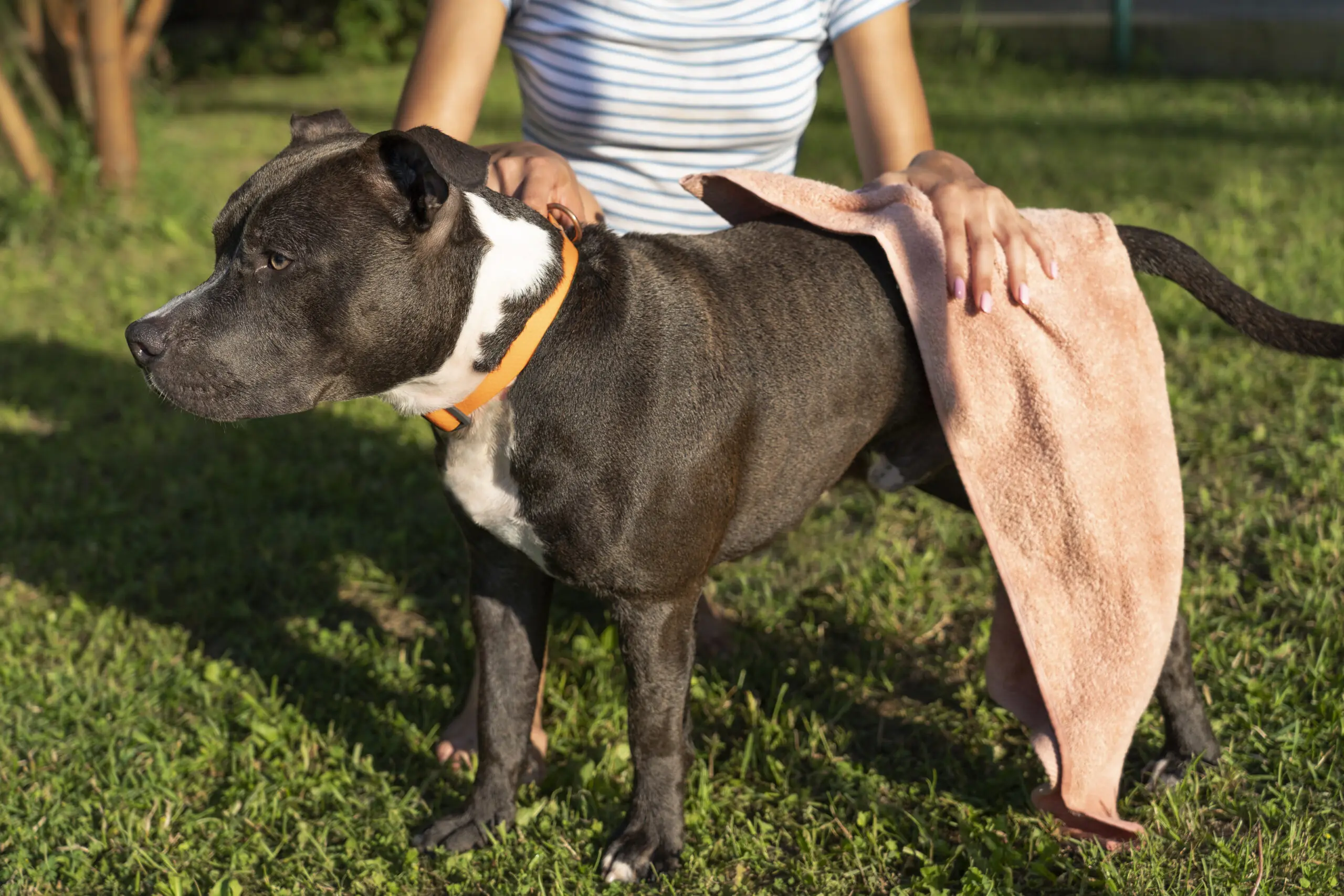 Symptoms of Anal Sac Cancer in Dogs scaled