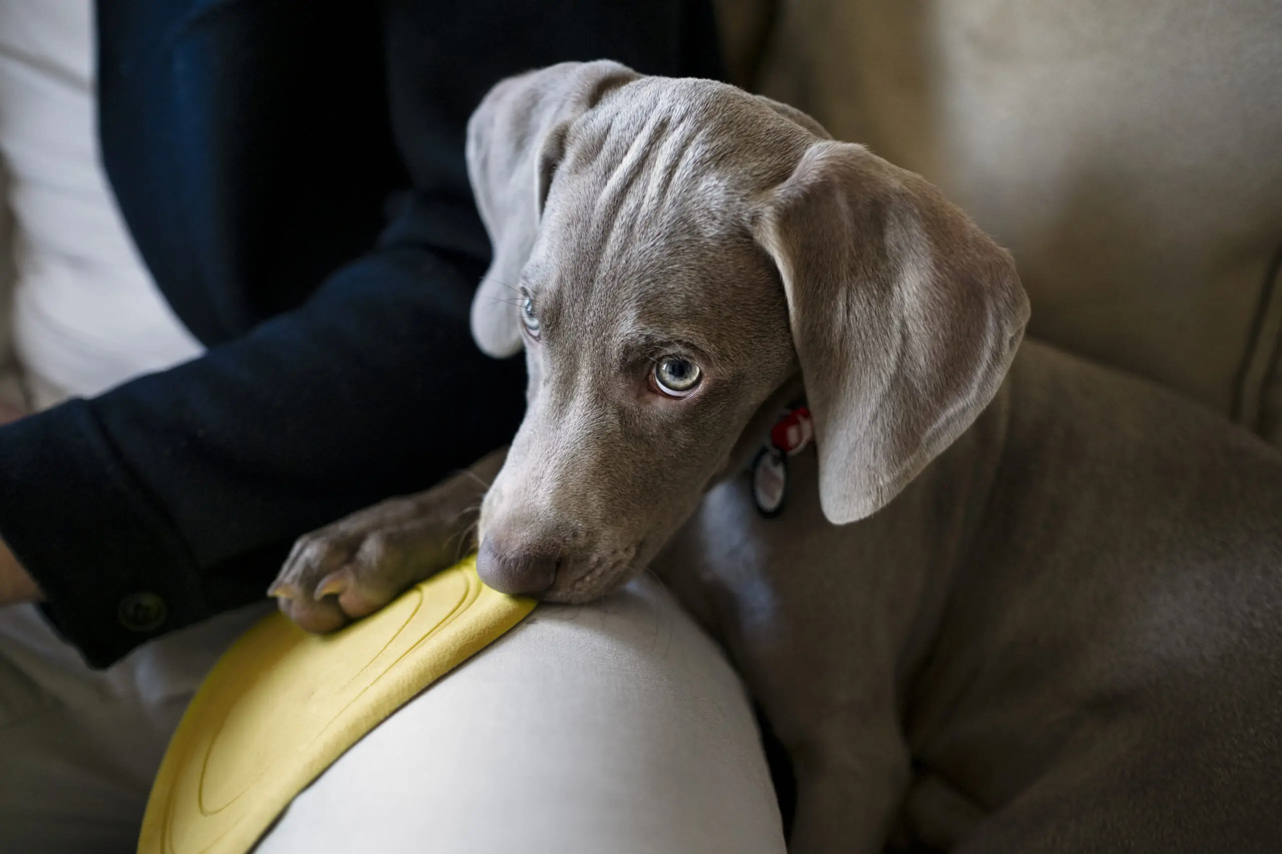 Symptoms of Rectal Prolapse in Dogs scaled