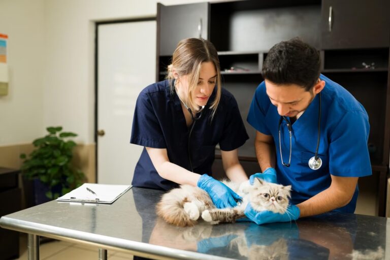 The Importance of Veterinary Technicians To Your Pe