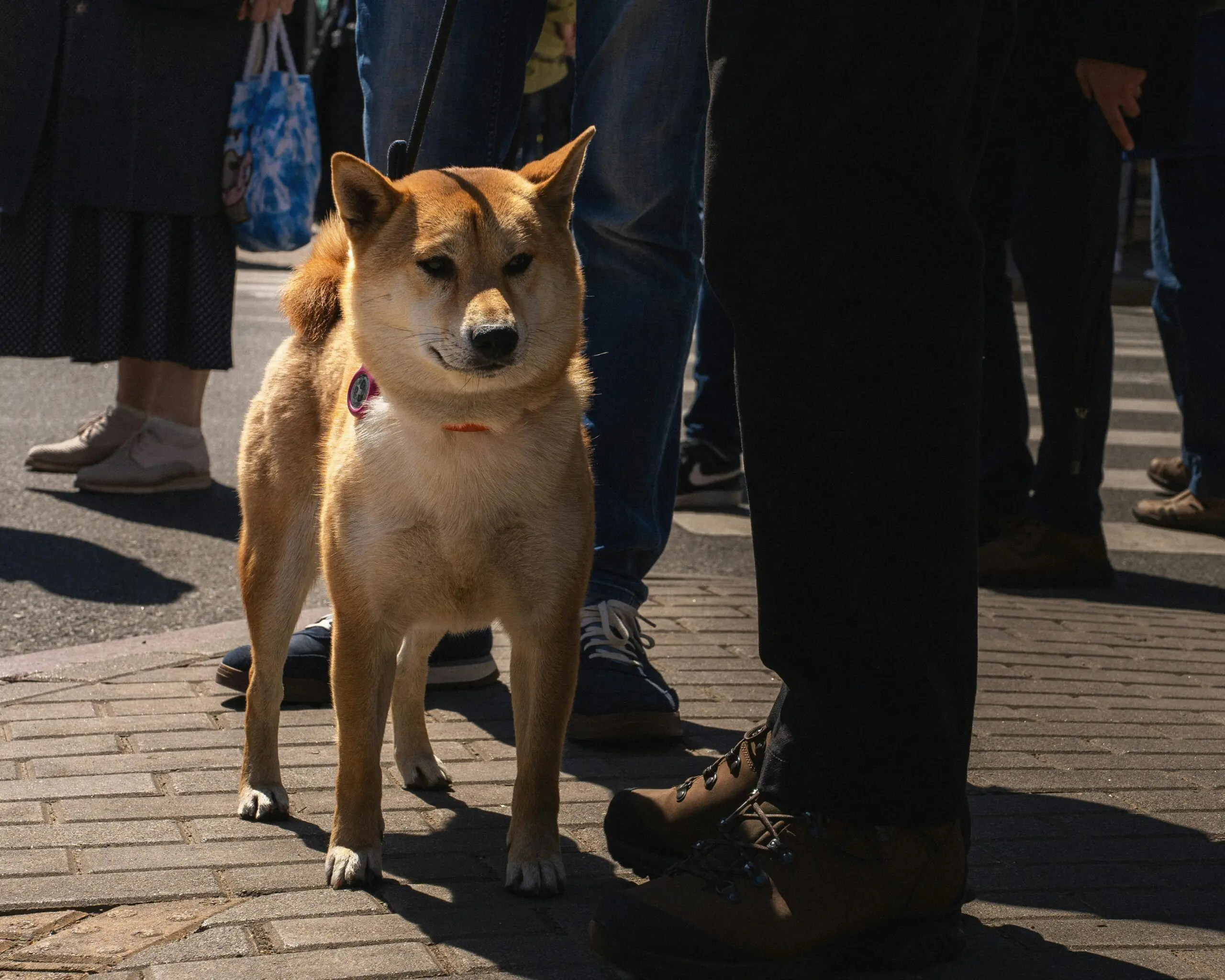 The Proper Way to Greet a Dog in a Public Space scaled