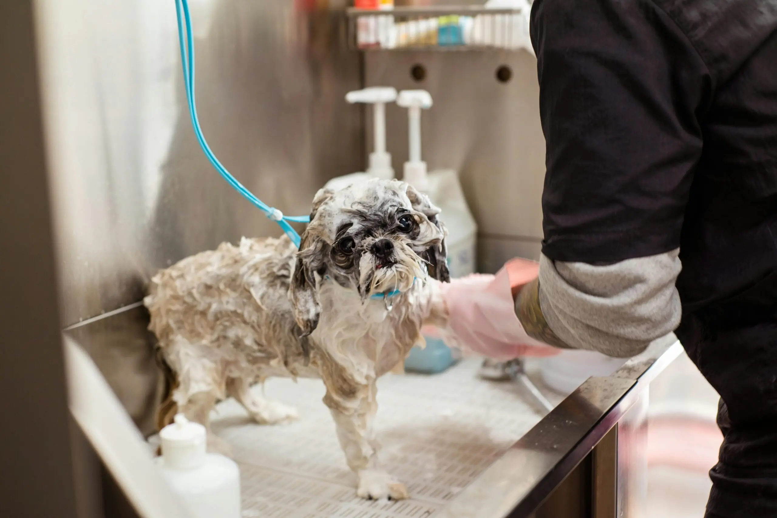 The Use of Medicated Shampoo in Dogs scaled