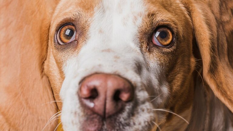 Through your Pet s Eyes