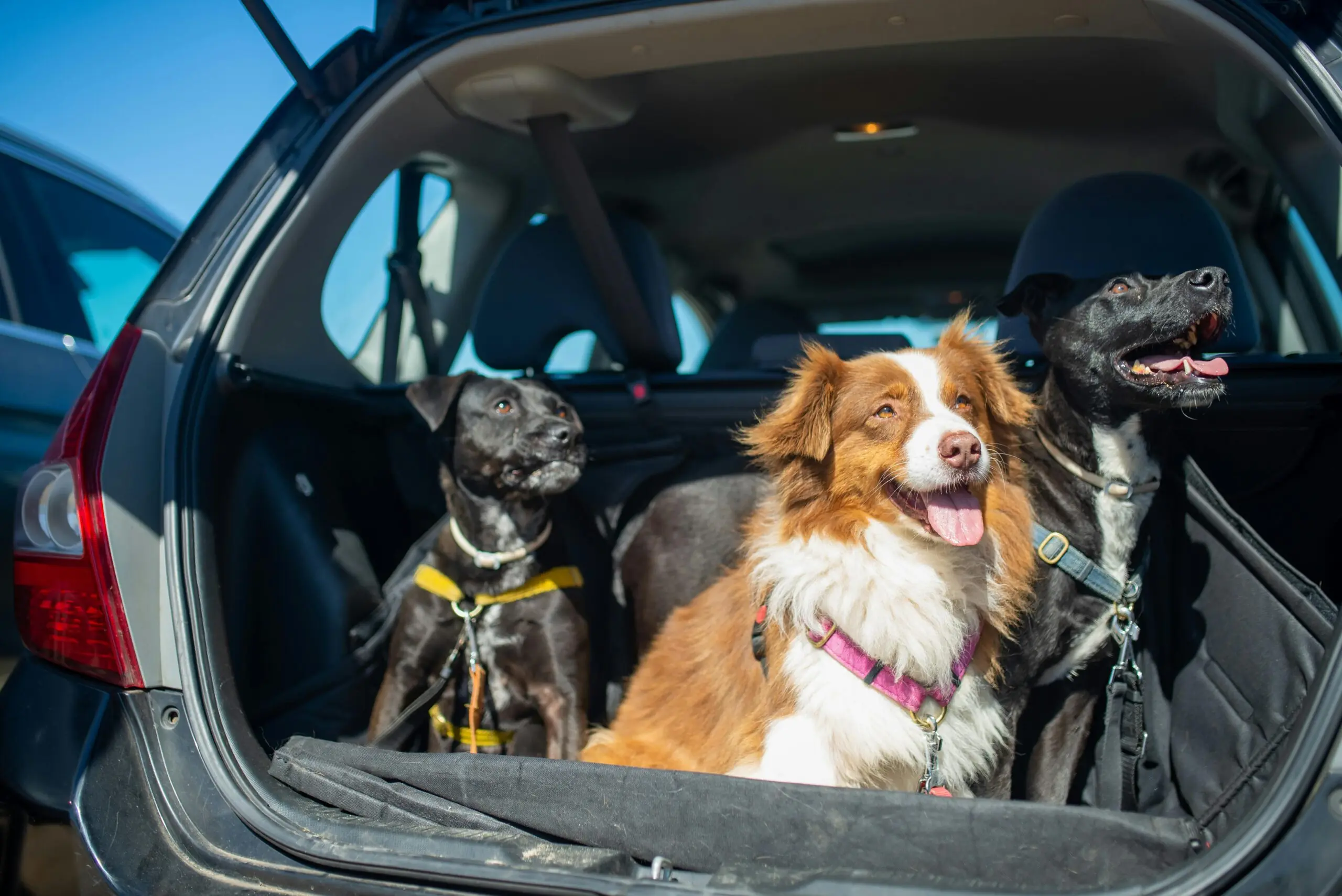 International Pet Travel Certificate: Traveling Abroad With Your Pet 2 Travel Requirements for Pets Leaving the United States scaled