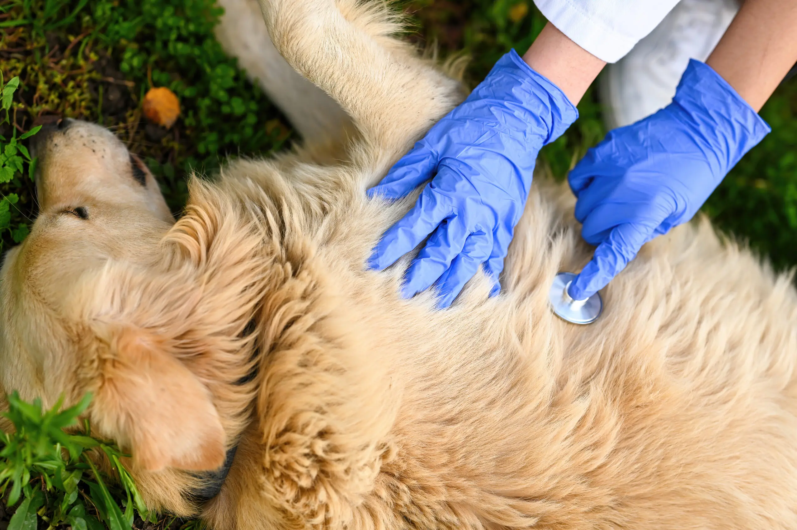 Treatment Options for Rectal Prolapse in Dogs scaled