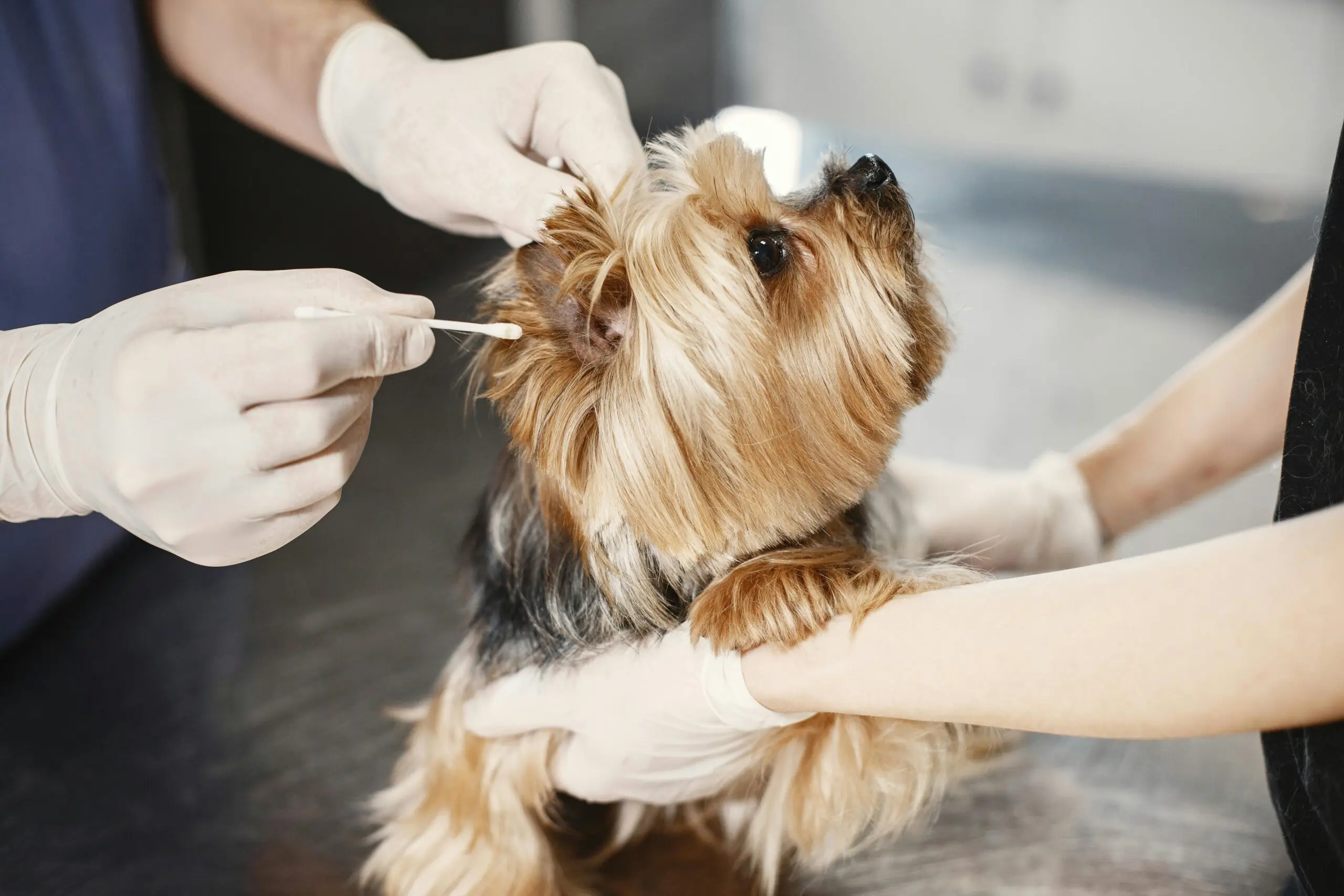 Treatment for Bile Duct Cysts in Cat scaled