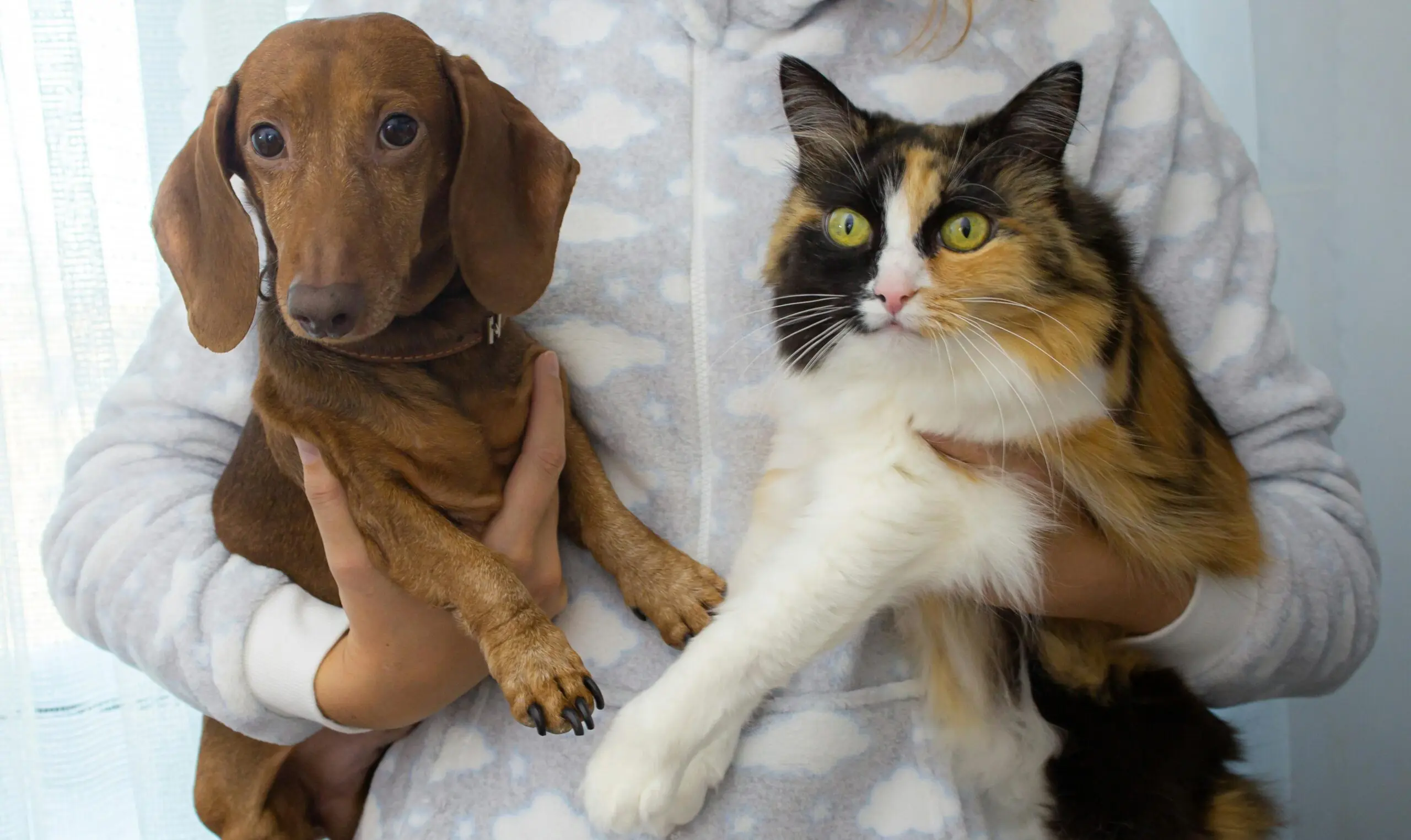 Treatment for Scooting in Dogs and Cats scaled