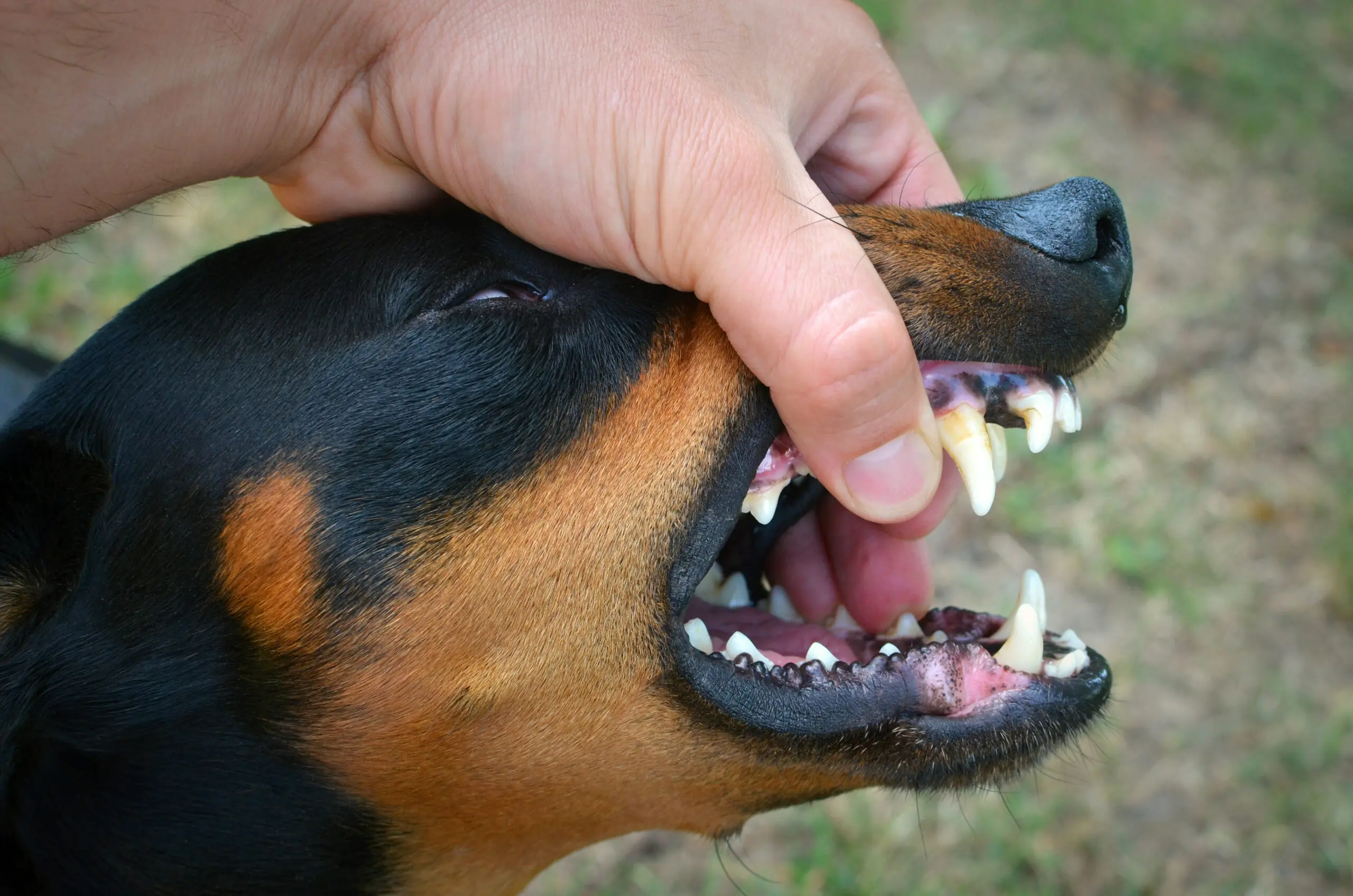 Types of Epulis in Dogs 1 scaled