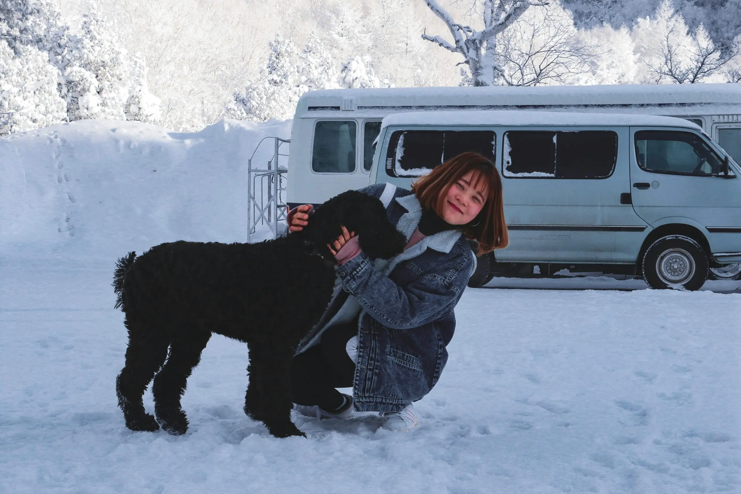 International Pet Travel Certificate: Traveling Abroad With Your Pet 3 Ways to Ship Your Pet Via Airlines scaled