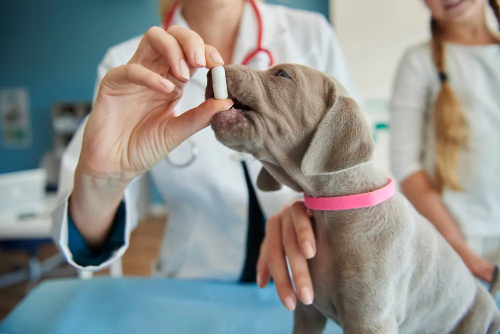 What Does an Expiration Date Mean on Your Pet s Medicine