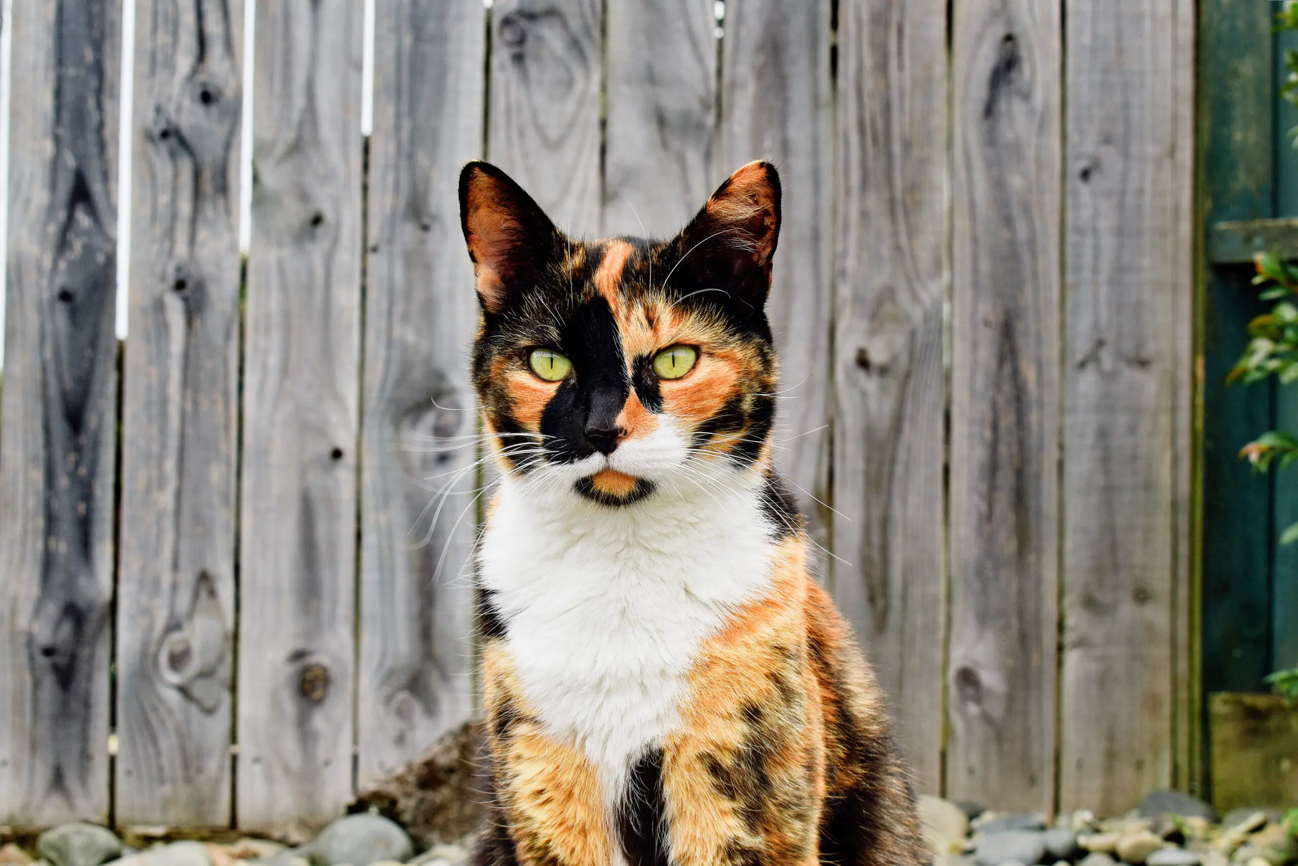 What Factors Contribute to the Occurrence of Male Calico Cats scaled
