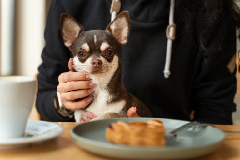 What Not to Feed Your Dog on the Holidays