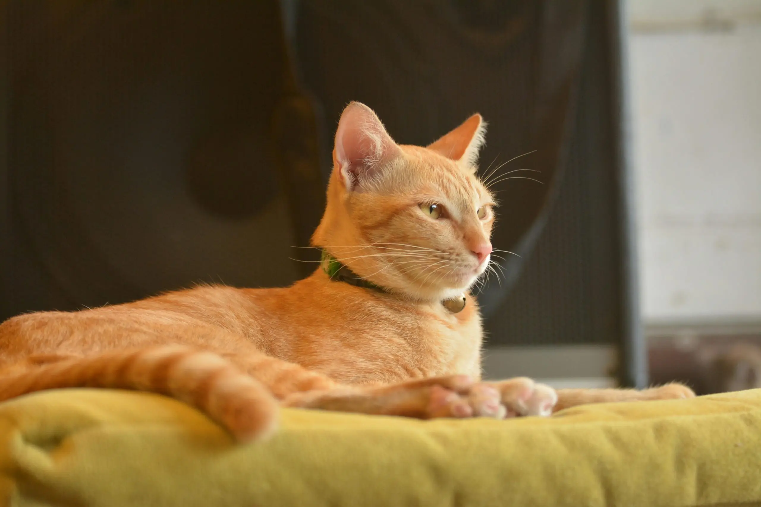 What Should You Do if Your Pet is Drooling Excessively scaled