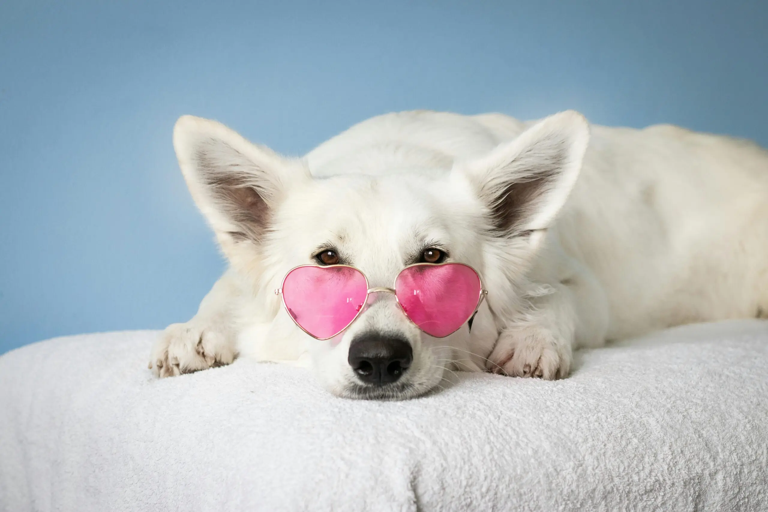 What are Rods and Cones in Your Pet s Eyes scaled