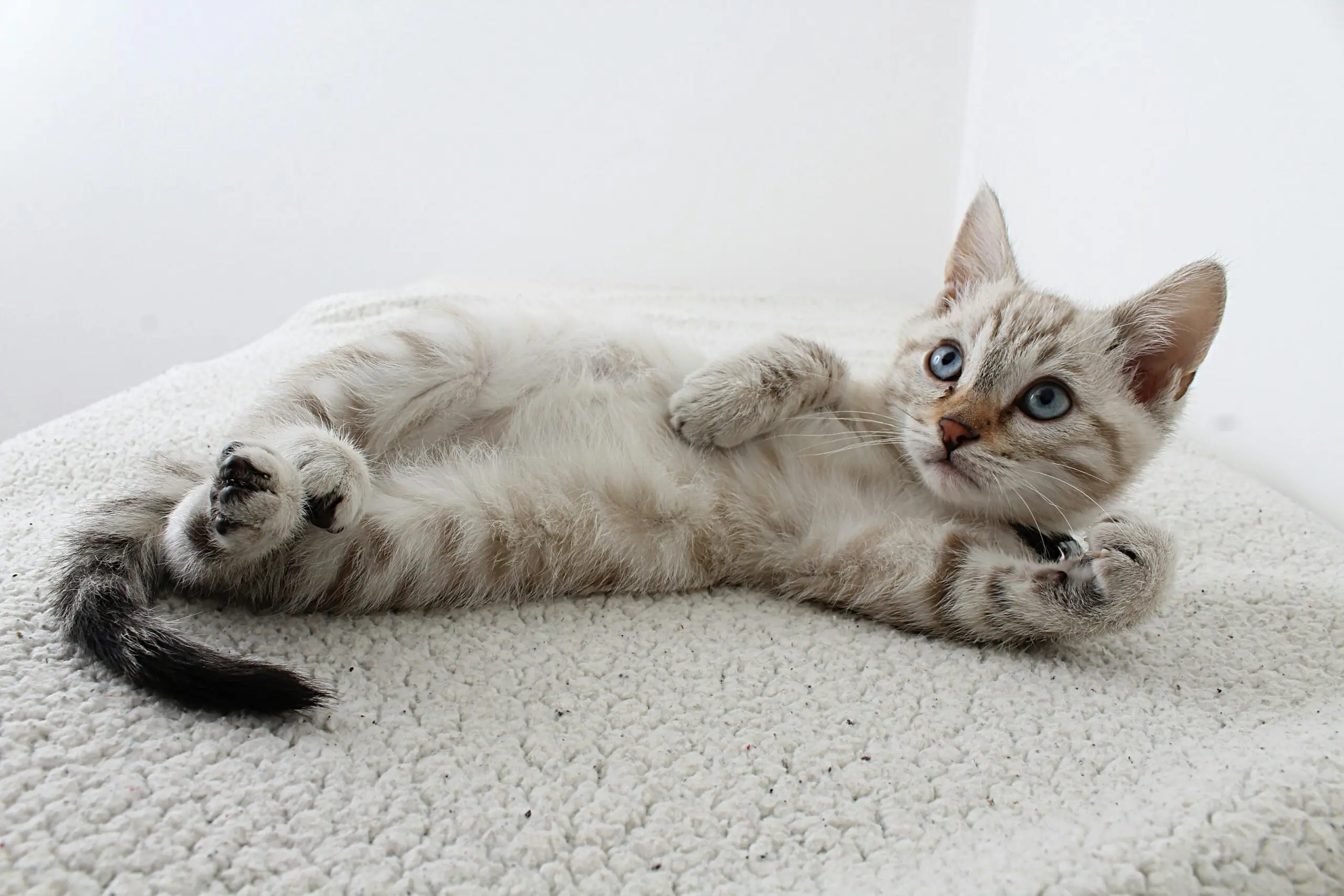 What are the Symptoms of Biliary Cysts in Cats scaled