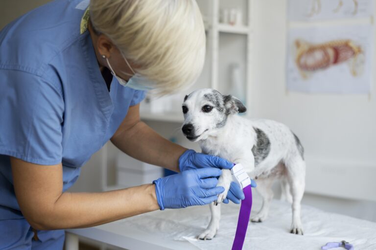 What is Anal Gland Cancer in Dogs