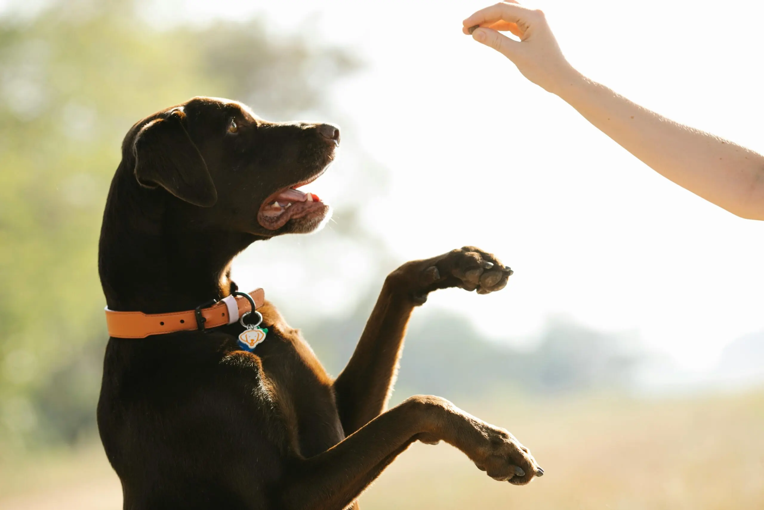 What s the Process Behind Diabetic Service Dogs Detecting Blood Sugar Levels scaled