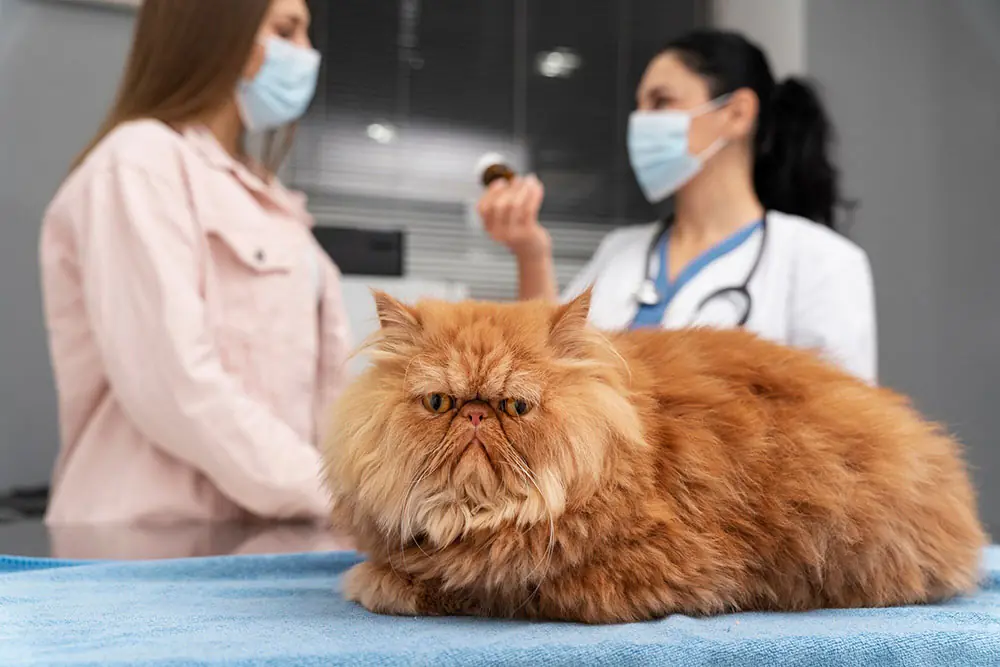 When to See a Vet