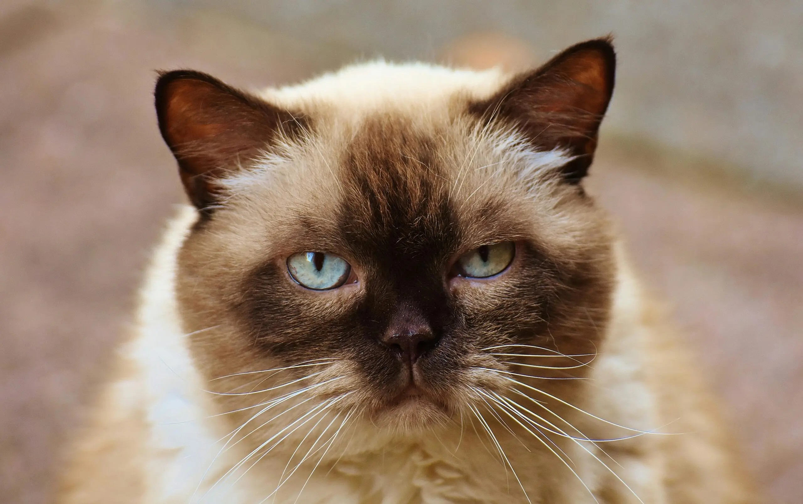 Why Do Cats Have Slit Pupils scaled