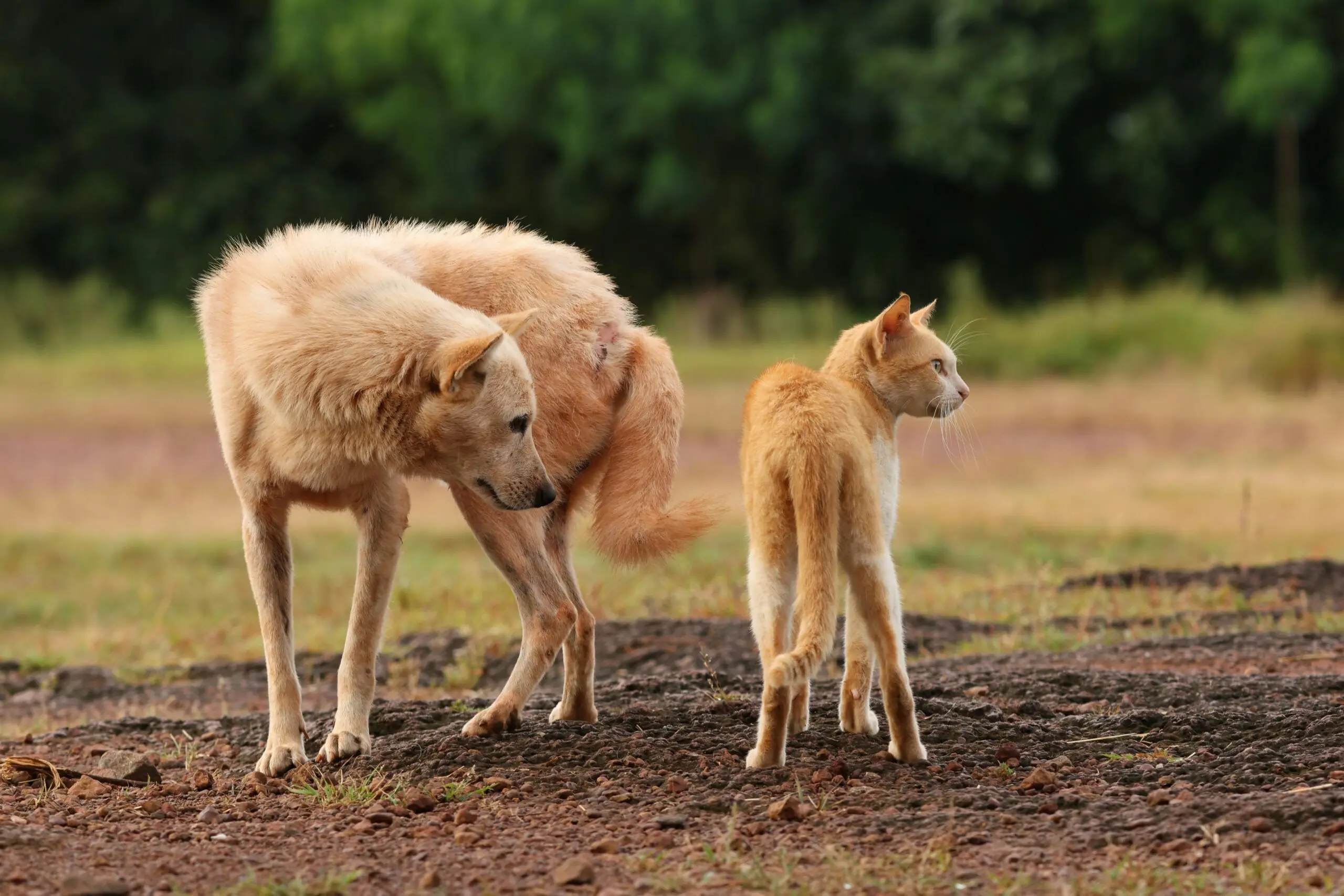 Why Do Dogs and Cats Scoot scaled