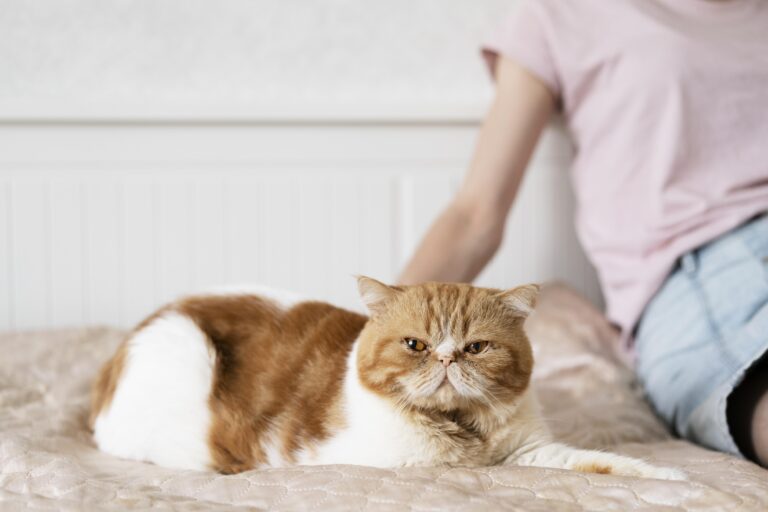 Why Does Cat Poop Look Weird