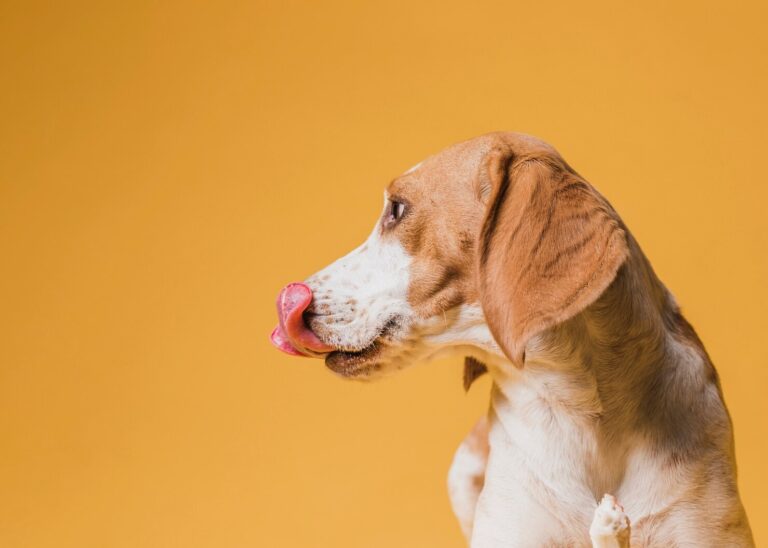 Why Does my Dog Lick So Much