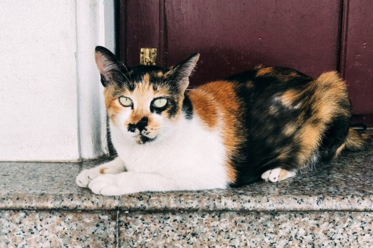 Why Don t You See Male Calico Cats