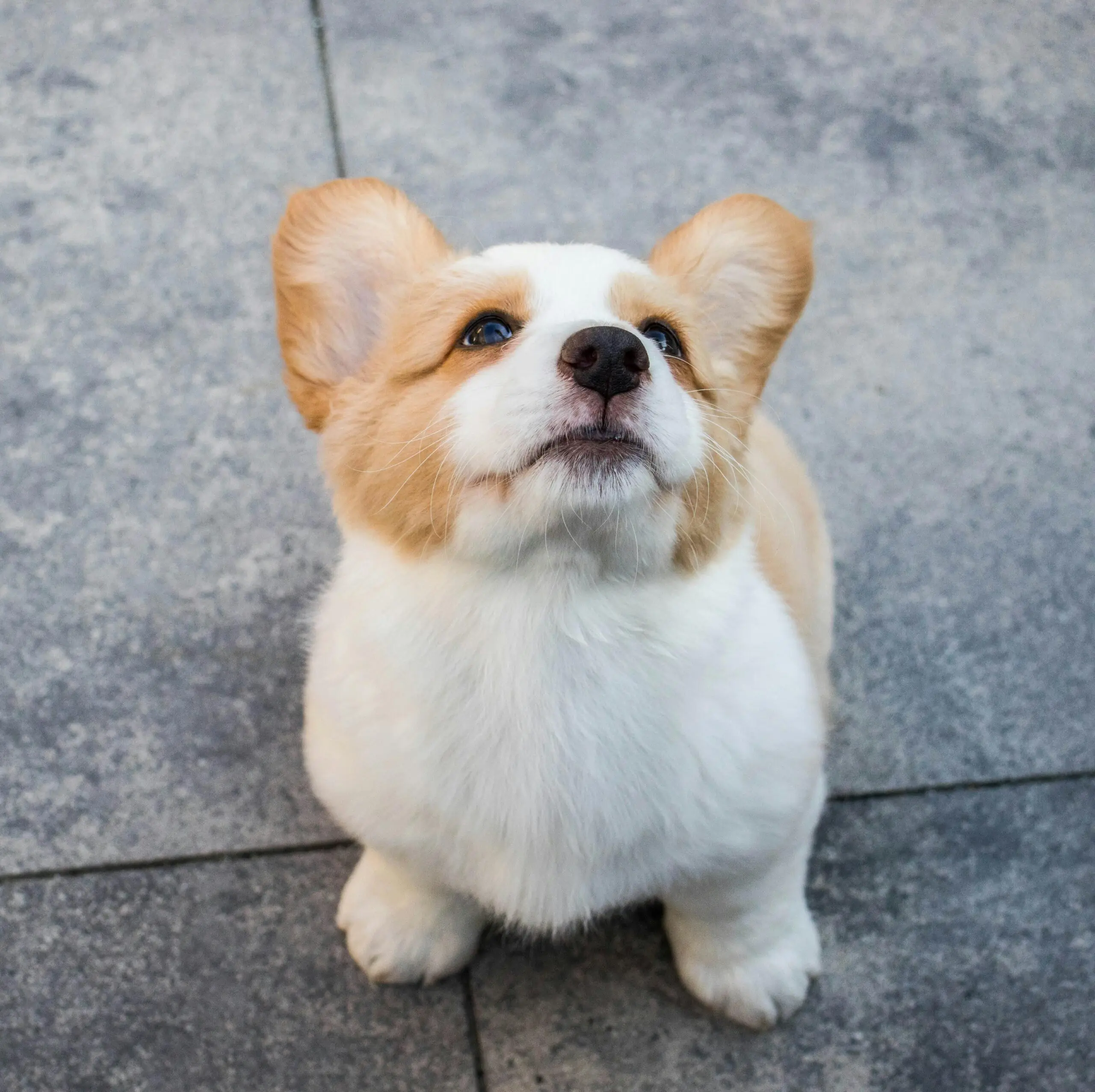 Why Is My Dog Scared Of Thunde scaled