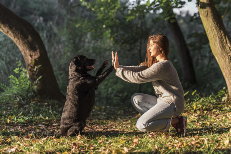 dog giving high five his pet owner park