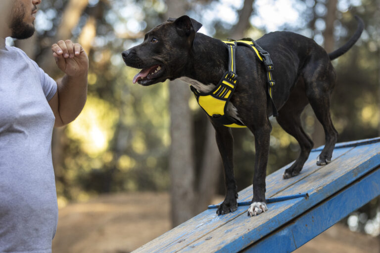 male dog trainer outdoors with dog session