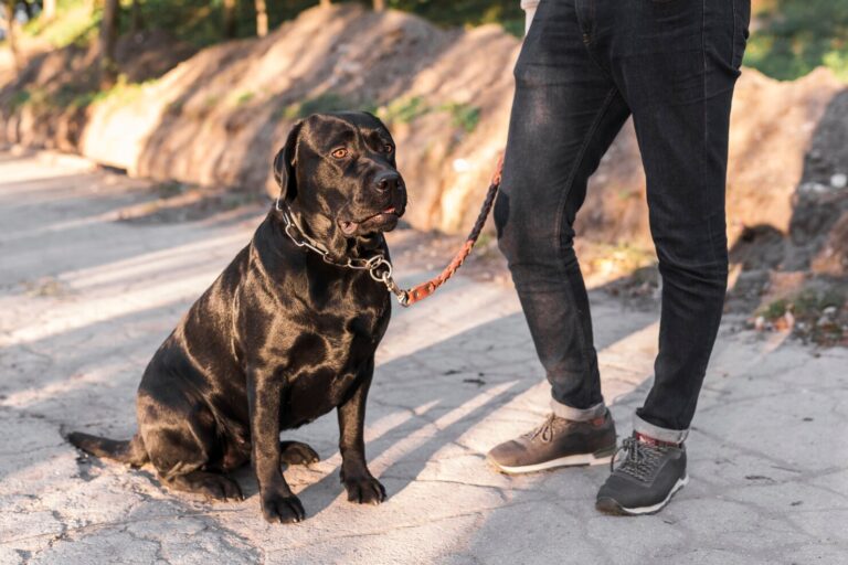 ACL Tear in Dogs
